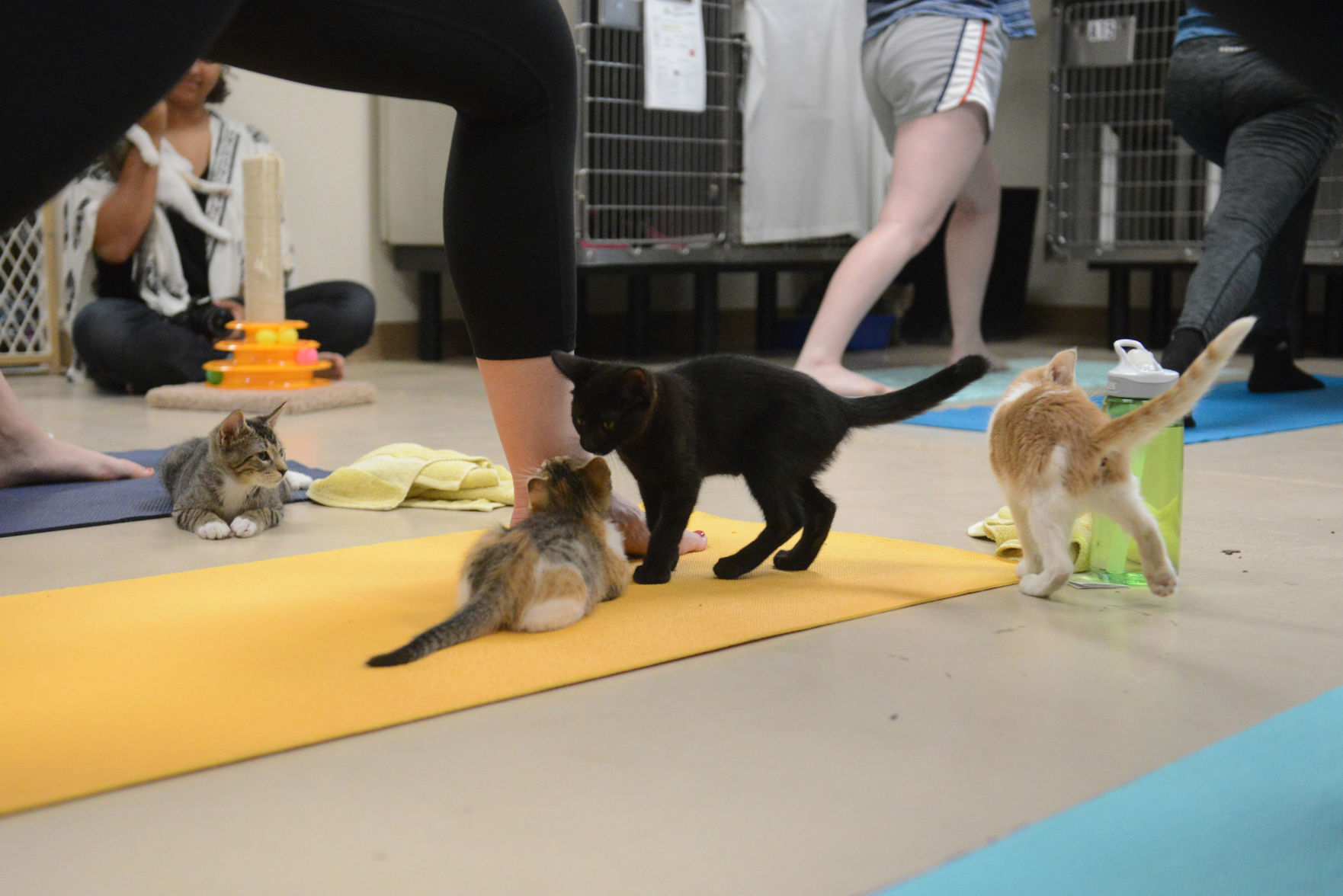 Cat Yoga at Aggieland Humane Society
